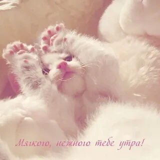 Доброе утро нежные животные