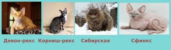 На каких кошек нет аллергии у человека. Гипоаллергенные кошки для аллергиков и астматиков. гипоаллергенные кошки для аллергиков породы и астматиков. гипоаллергенные породы кошек для астматиков. коты на которых нет аллергии.