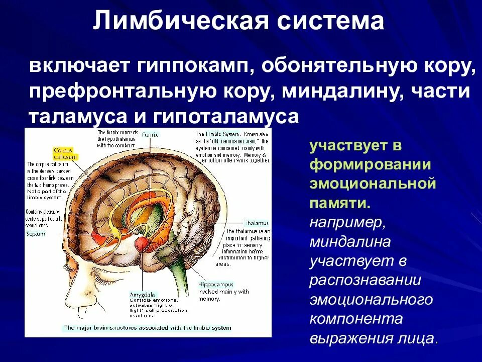Лимбическая система мозга роль в формировании эмоций. Лимбическая система высший центр регуляции внс. Гипоталамус формирование эмоций. Лимбическая кора функции. Роль лимбической системы в регуляции вегетативных функций.