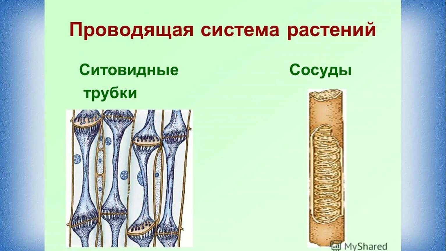 Ситовидные трубки и сосуды биология 6. Ткани растений сосуды и ситовидные трубки. Проводящие ткани сосуды и ситовидные трубки. Проводящая ткань растений ситовидные трубки. Какие вещества проводят сосуды