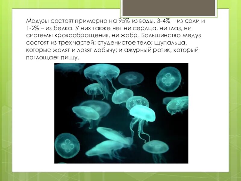 Медуза состоит из 1 клетки. Медуза состоит из воды. медузы на 95% состоят из воды.. на сколько процентов медуза состоит из воды. медуза на 95 процентов состоит из воды.