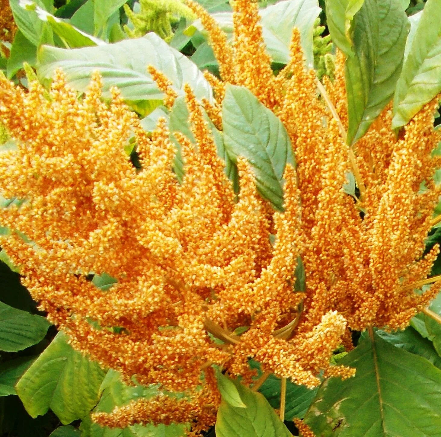 Амарантус хвостатый (щирица). Амарант цветок. Амарант цветок. Амарант цветок. Амарант цветок.