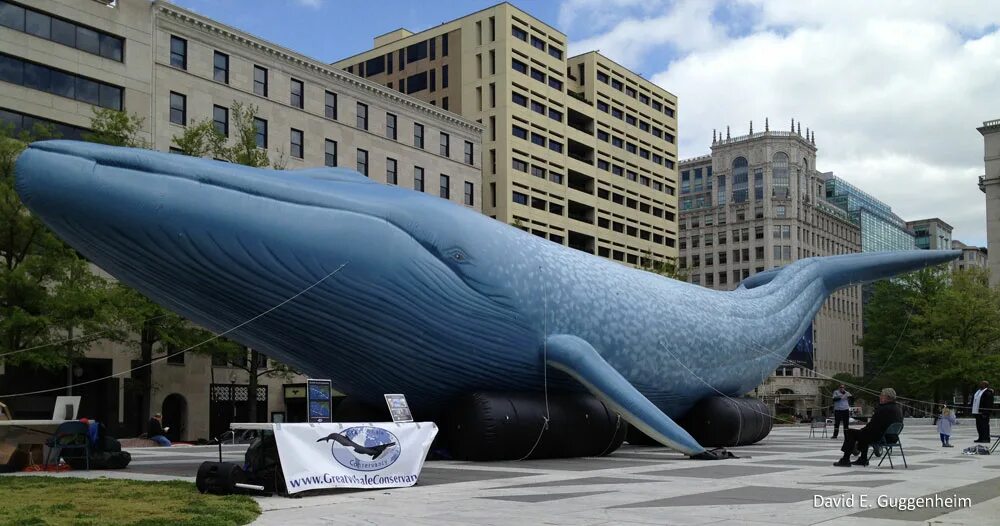 Синий размер. Самый большой синий кит в мире. Размер кита. Самый большой кит Размеры. Здание в виде кита.