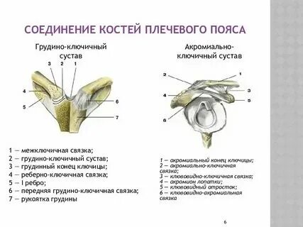 Соединение костей пояса верхней конечности