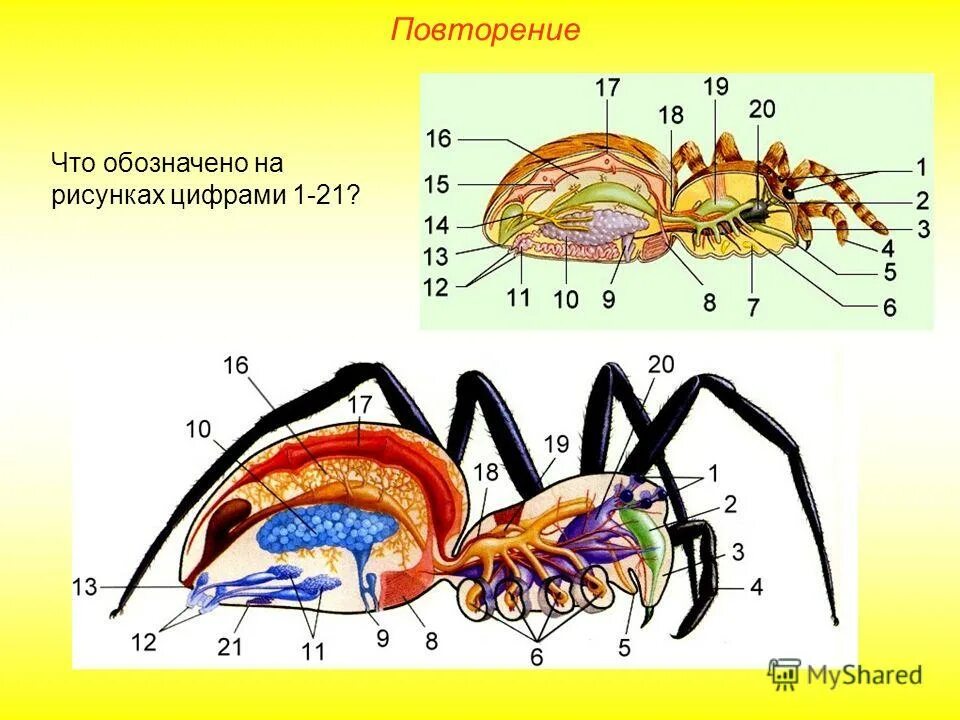 Отделы класса паукообразные. Класс паукообразные строение паука. Членистоногие внутреннее строение паука. Внутреннее строение паукообразных 7 класс биология. Класс паукообразные паук внутреннее строение.