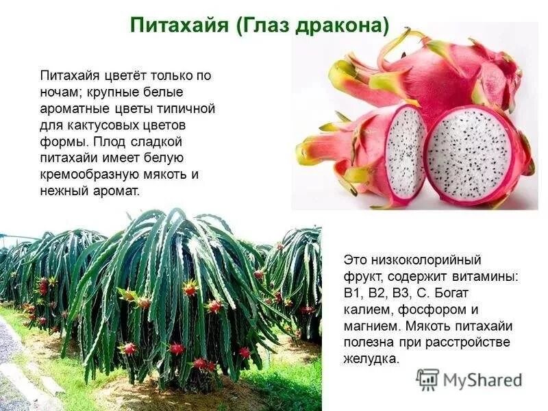 Фрукт питахайя фото и описание польза