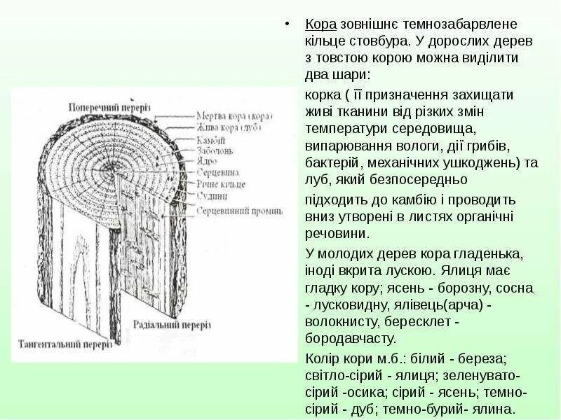 Луб выполняет в растениях функцию. Луб. корка стебля. луб это в биологии.