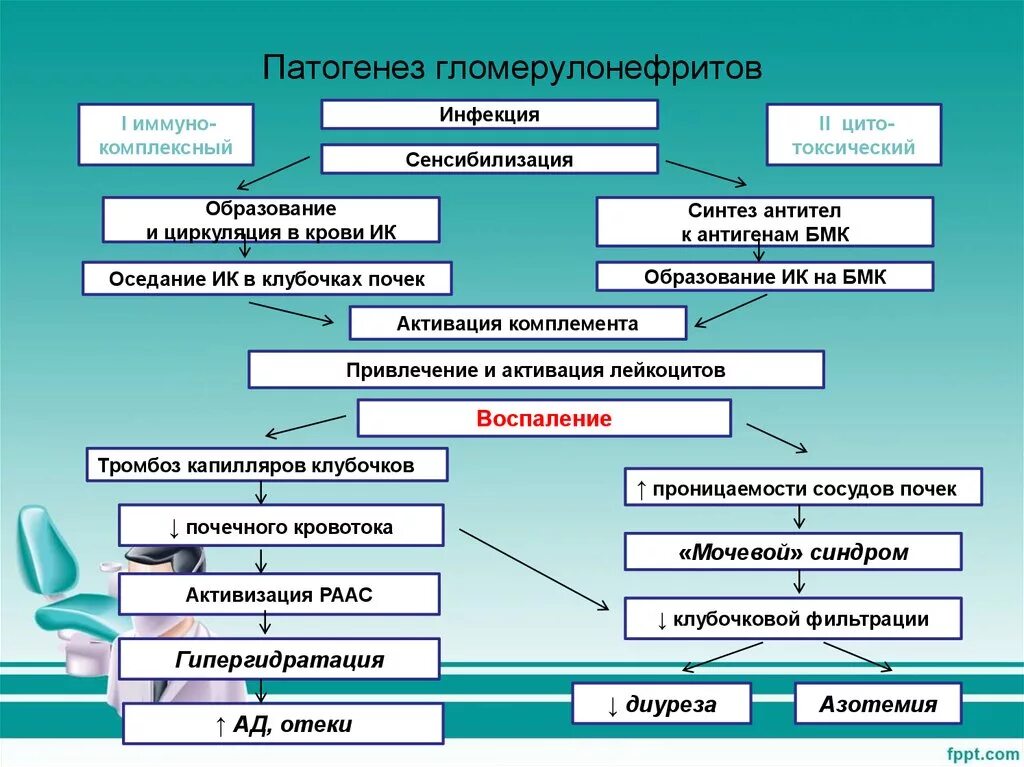 Острый гломерулонефрит после ангины. Ведущий патогенетический механизм развития гломерулонефрита. Патогенез гипертензии при хроническом гломерулонефрите. Механизм развития артериальной гипертензии при гломерулонефрите. Механизм развития острого гломерулонефрита.