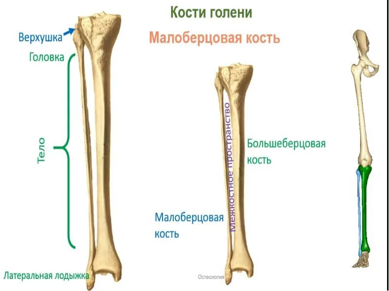 Берцовая. Кости голени малоберцовая кость. большеберцовая и малая берцовая кость. малоберцовая кость анатомия кости. головка малоберцовой кости анатомия.