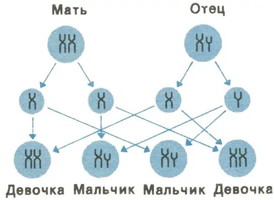 В какой момент определяется пол. Как по хромосомам определить пол ребенка. Хромосомы при зачатии. Какие хромосомы определяют пол ребенка. X И Y хромосомы при зачатии.