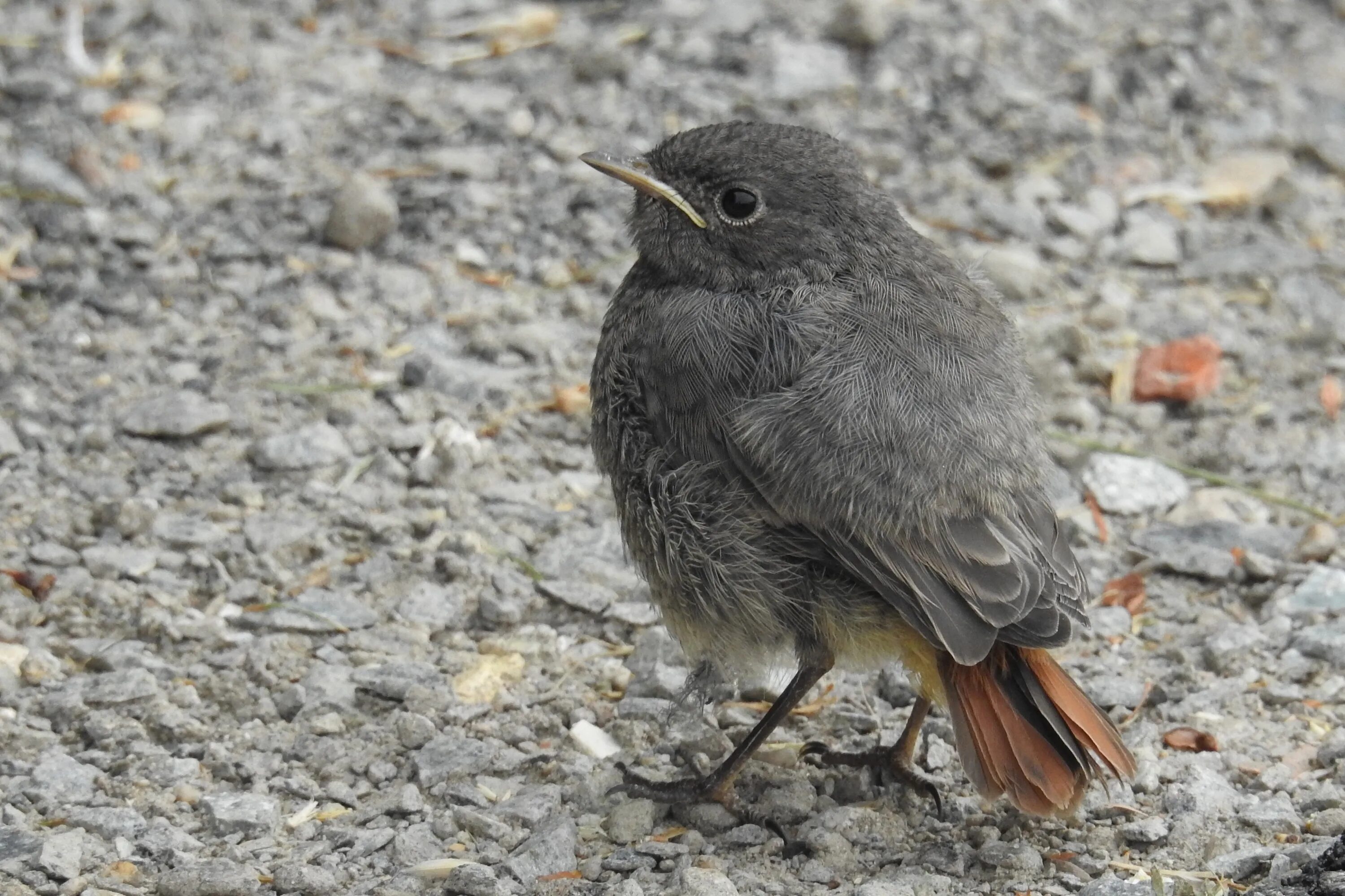 Дрозд крапивник. Дрозд крапивник птенец. Серый Дрозд (Grey Catbird). Серая птичка скворец.