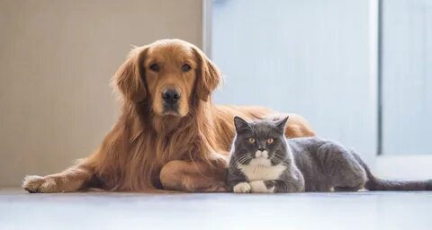 Pets фото