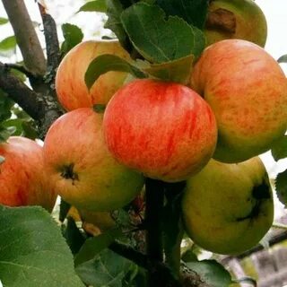 Саженец коричное полосатое