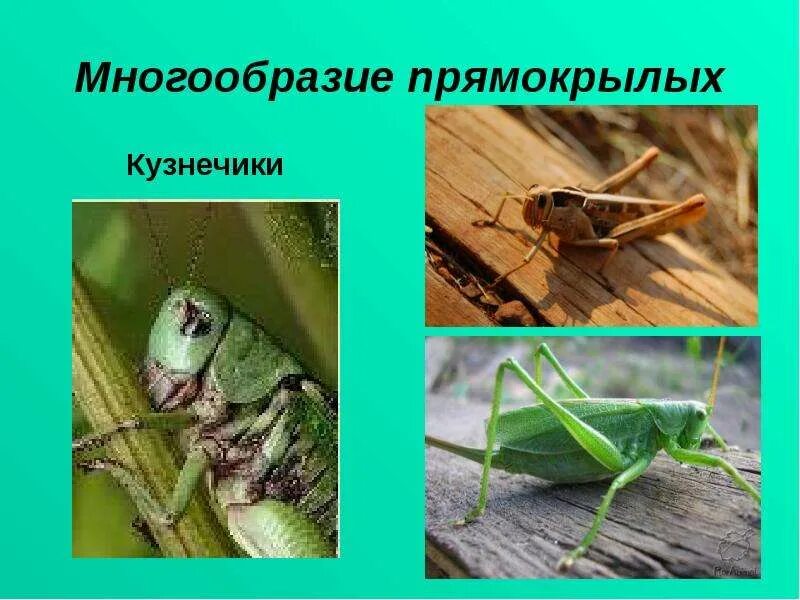 Какой тип питания у кузнечика