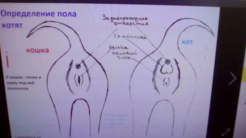Как определить какого пола