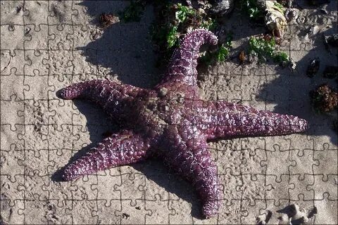 Много морских звезд