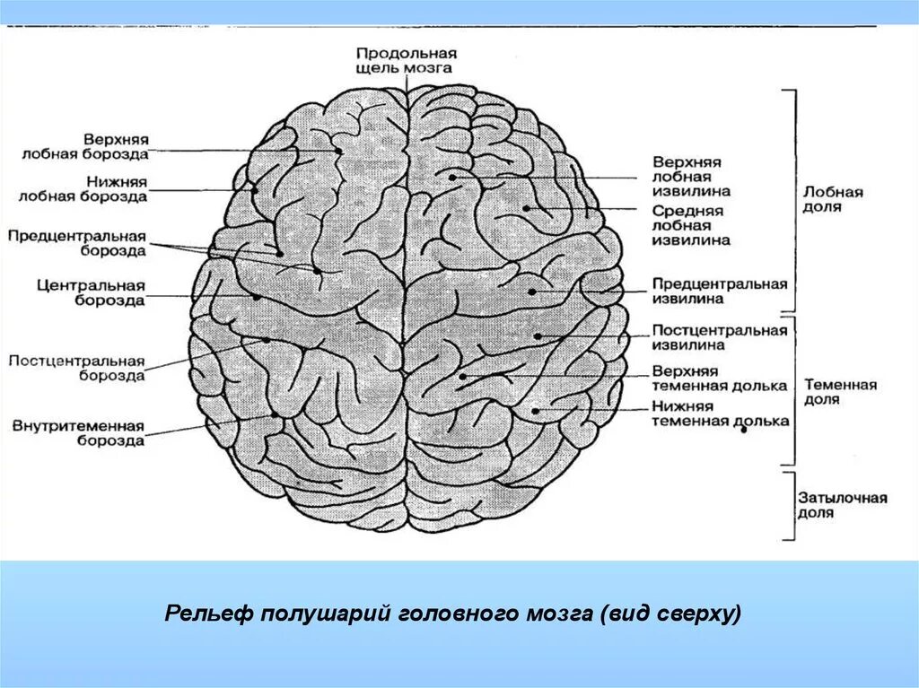 Латинское название мозга. Анатомия борозд лобных долей мозга. Продольная щель большого мозга анатомия. Наружная поверхность левого полушария головного мозга схема. Рассмотрите полушария мозга сверху и сбоку Найдите Найдите складки.