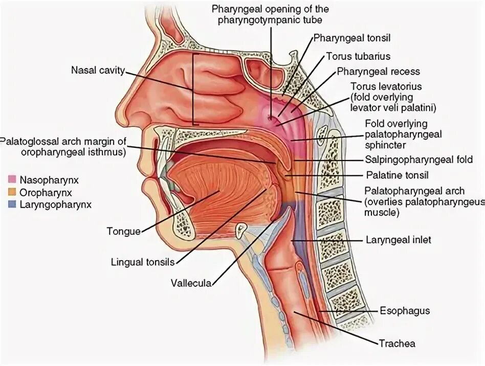 Ostium pharyngeum tubae auditivae. M. palatopharyngeus на препарате обозначена цифрой:.