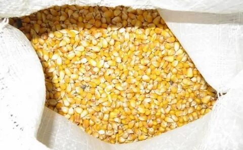 Кукуруза фуражная оптом