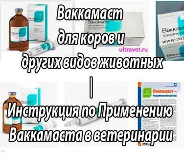 Ваккамаст