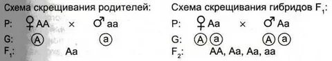 Скрещивание родительских