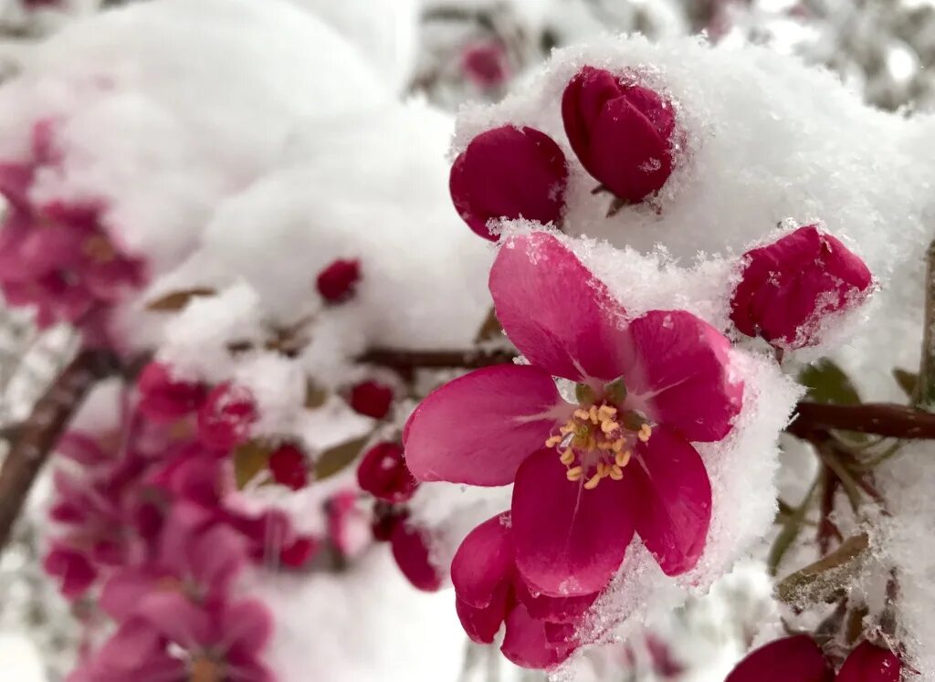 Цветы в снегу. Цветы цветущие зимой. Spring snow. Сноу флауэр. Первоцветы в проталинах крокус.