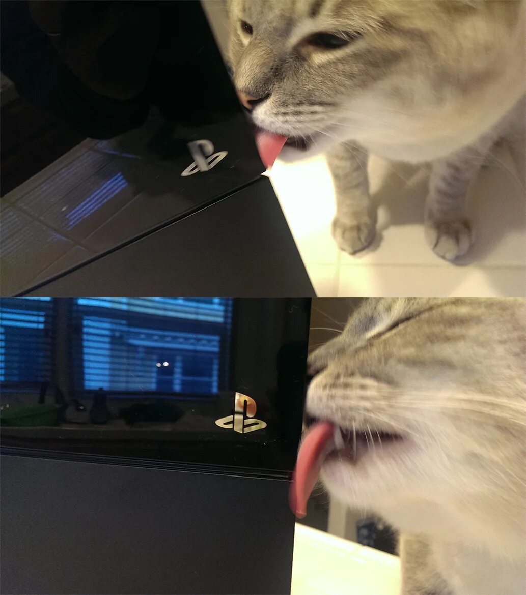 Even the cat