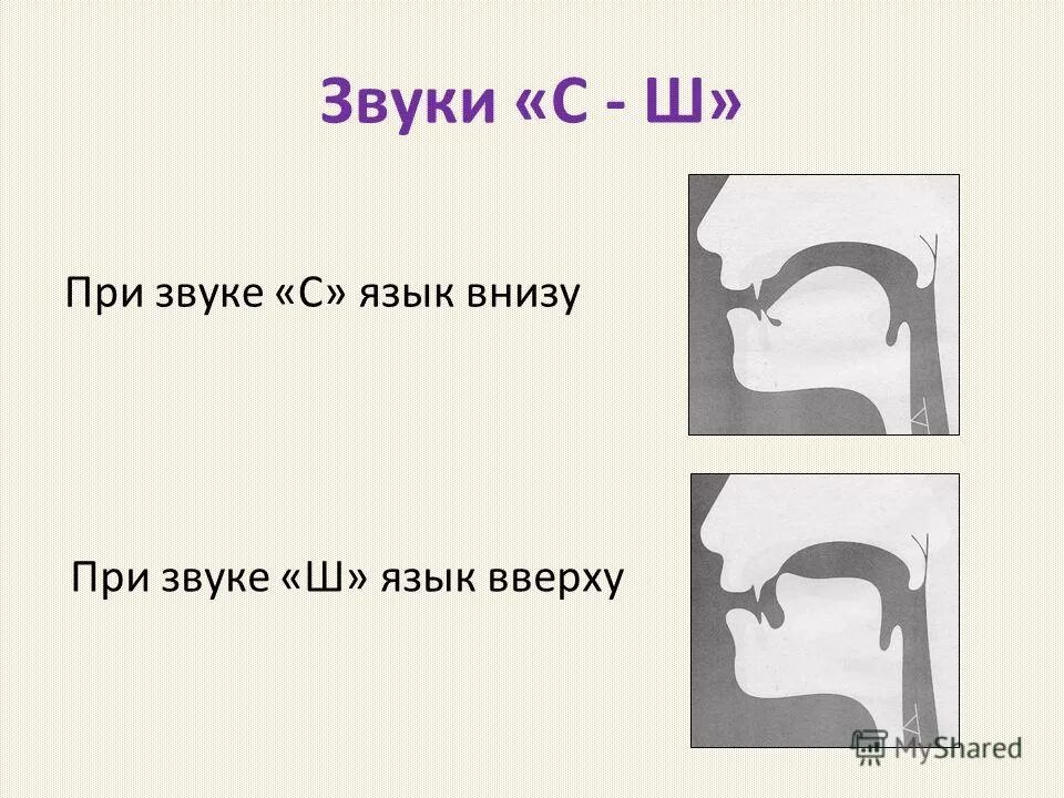 Правильный звук первой. Артикуляция звука ш. Профиль звука с. Артикуляция звука с. Правильное произношение звука ш.