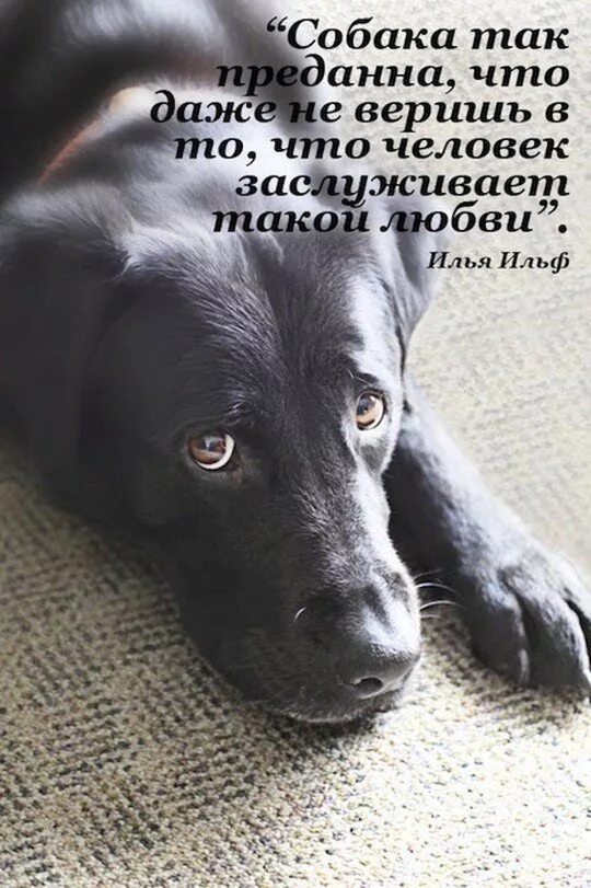 Смешные фразы из пса. Высказывания о собаках. Высказывания отсобаках. Цитаты про собак. Цитаты о собаках красивые.