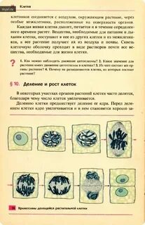Деление клетки 6 класс биология кратко конспект