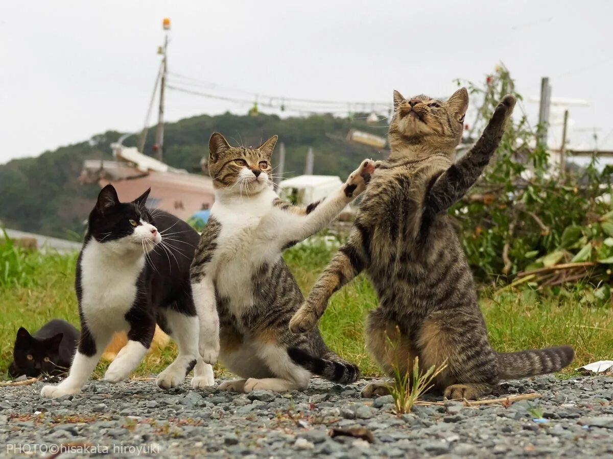 Четверо котов. Три кошки. Трое котов. Кошки веселятся. Три смешных кота.