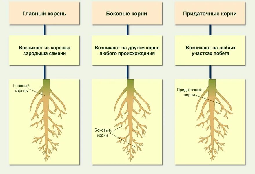 "Внешнее строение корня как вегетативного органа растений"