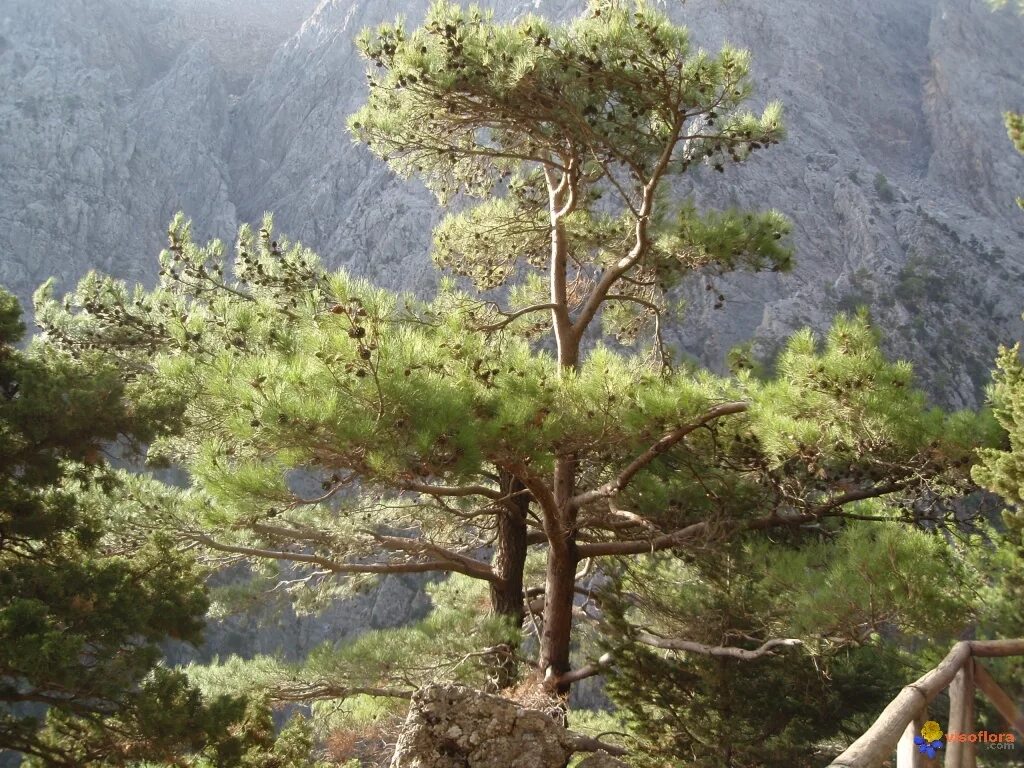 Хвойные турции. Pinus brutia. Сосна турецкая калабрийская. Pinus brutia "Elderica". Сосна турецкая Балканы.