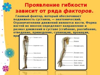 Упругость и гибкость костей