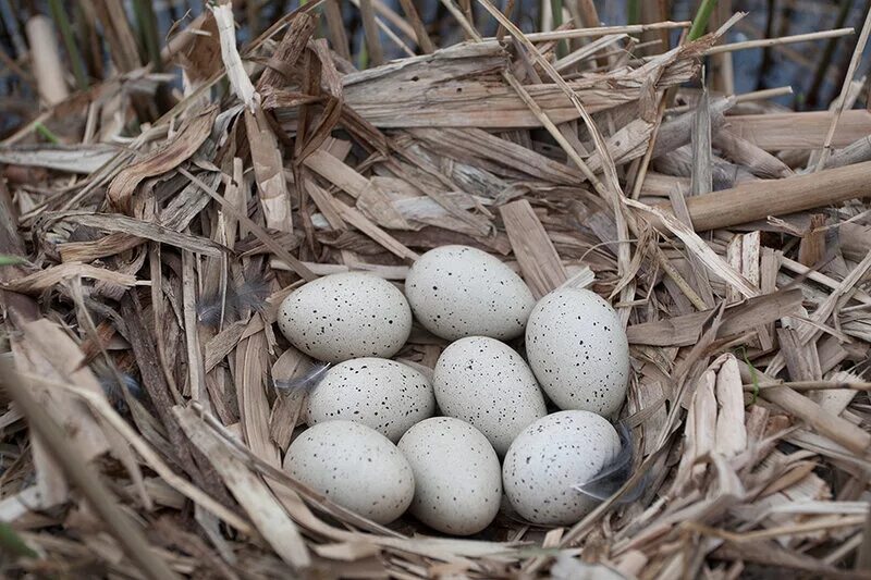 Черноголовый чекан гнездо. Гнездо лысухи. Яйца лысухи. Яйца сойки в гнезде. Bird яйца