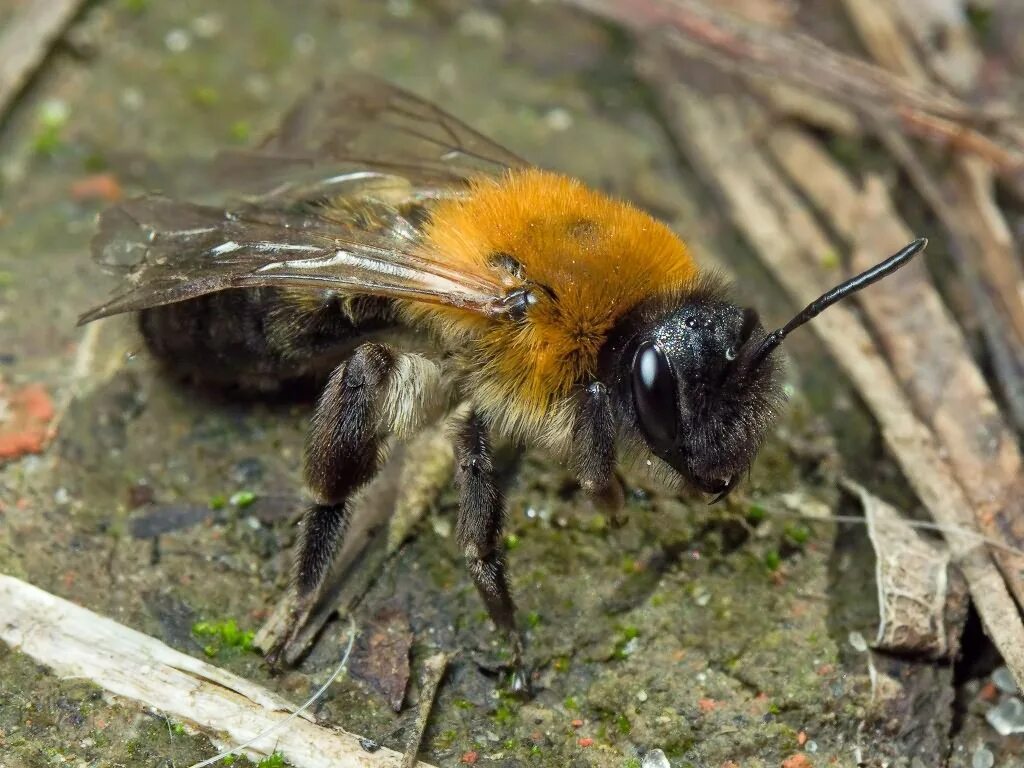 земляная пчела андрена. земляная пчела андрена кларкелла. личинки земляных пчел. земляные пчелы. пчела андрена.