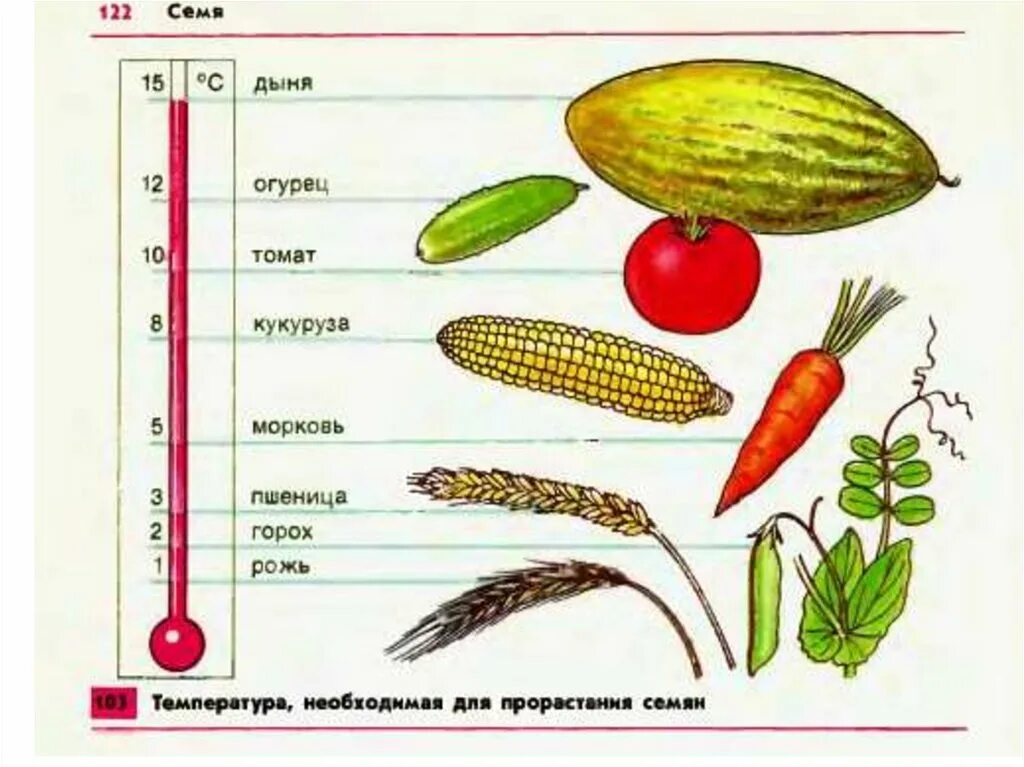 Глубина заделки семян огурцов. Биология 6 класс прорастание семян глубина заделки. Минимальная температура прорастания семян. Глубина заделки для прорастания семя. Глубина посева для прорастания семян.