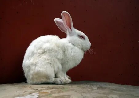Rocky rabbit ester eggs