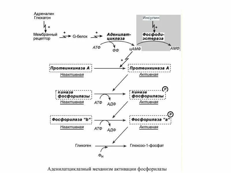 Механизм действия глюкагона биохимия. Схема активации фосфорилазы. Киназа фосфорилазы гликогена. Механизм действия глюкагона схема. Фермент расщепляющий инсулин