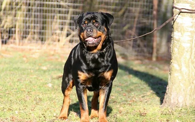 Ротвейлер собака рост вес. Ротвейлер спасатель. Ротвейлер собака рост вес. Ротвейлер вес. Ротвейлер американский стандарт.