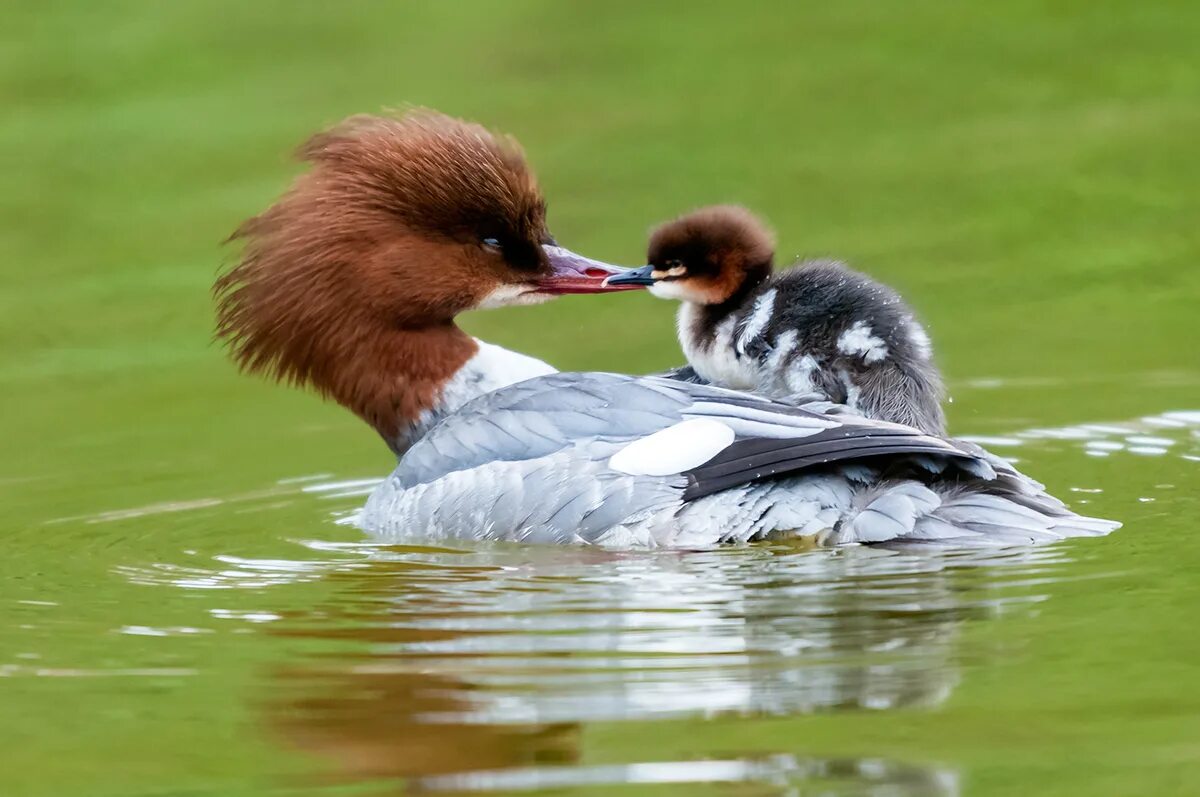 Большой крохаль Mergus Merganser. Крохаль утка. Крохаль селезень. Большой крохаль утка. Крохаль птица