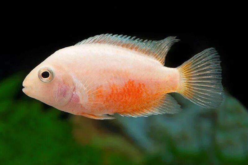 Рыбка цихлазома фламинго. Цихлазома розовый фламинго. Цихлазома белая. Цихлазома альбинос фламинго. Цихлида розовый фламинго.