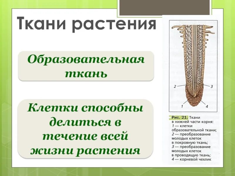 Название ткани образовательная строение расположение функция Образовательные и покровные ткани растений презентация онлайн