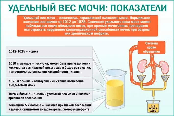 Подтеки мочи у мужчин. Удельный вес мочи. Определение удельного веса мочи. Низкая плотность мочи. Уднлтгый вес Сочи в норе.