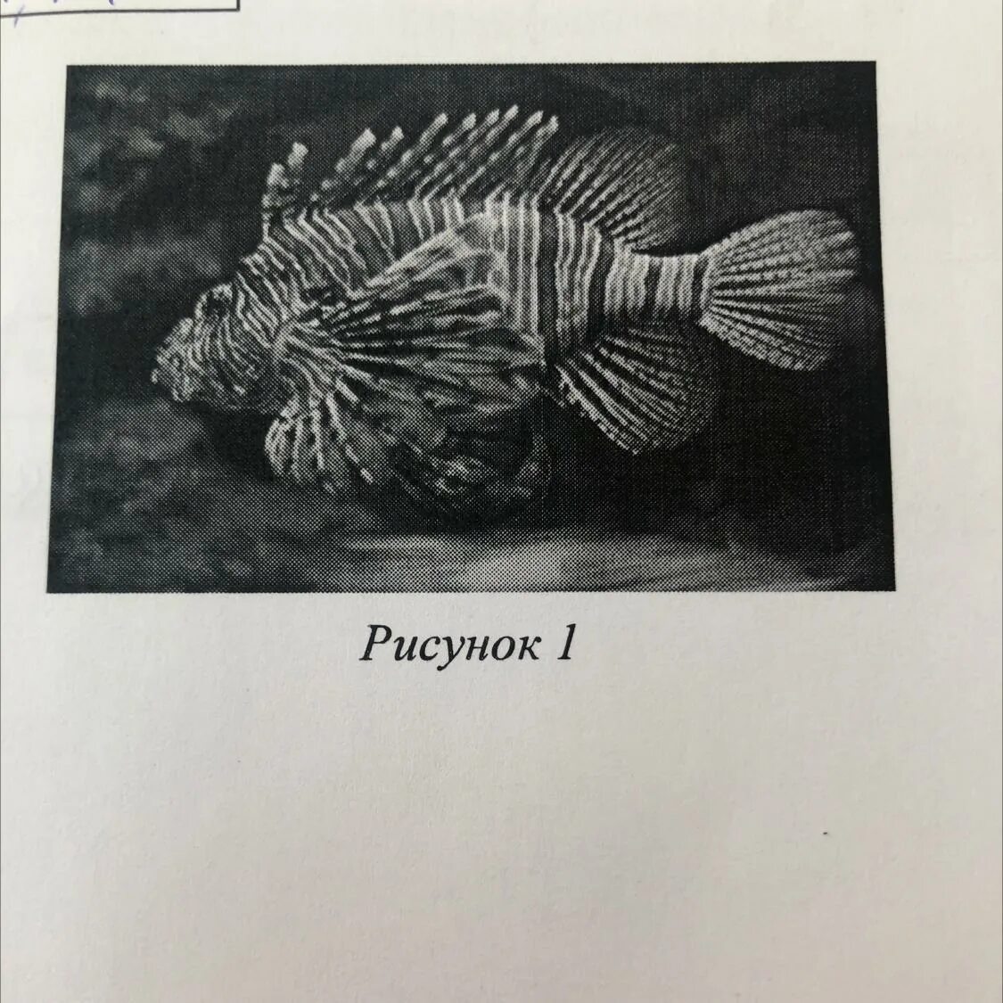 Какой тип развития характерен для европейского керчака. Myoxocephalus ochotensis. Антропоид керчак.