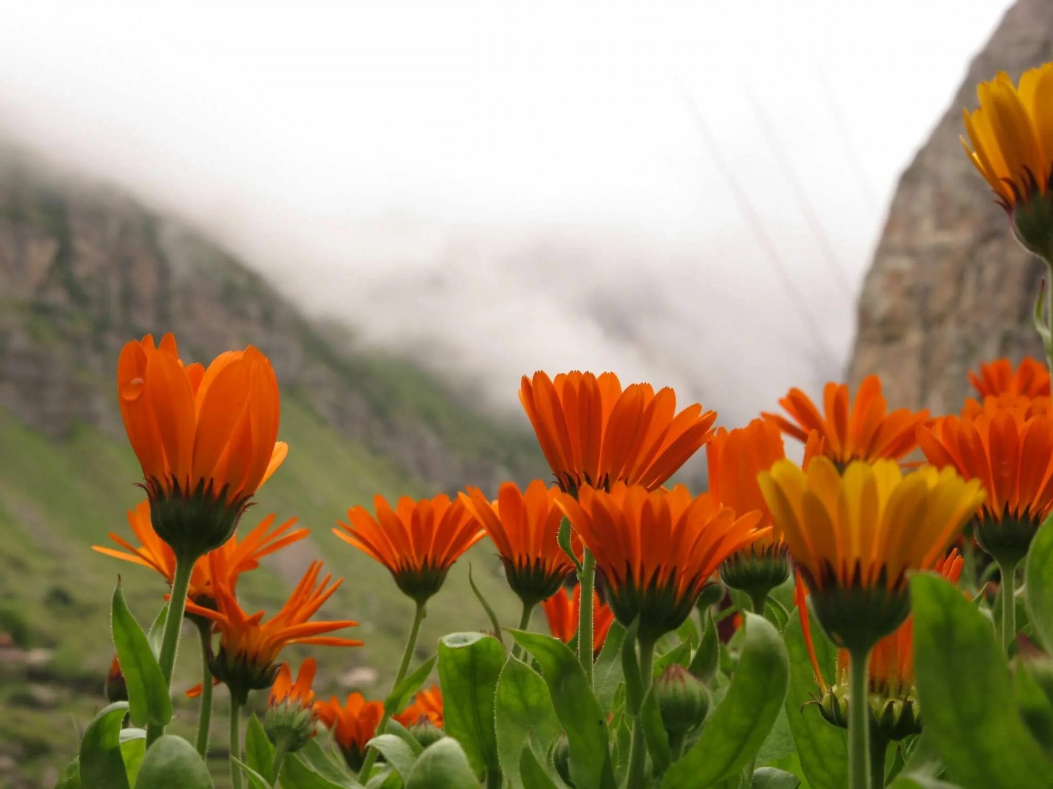 Flowers valley. Долина цветов в Гималаях. Долина цветов (Valley of Flowers). Долина цветов Индия национальный парк. Национальный парк Долины цветов, Уттаракханд.