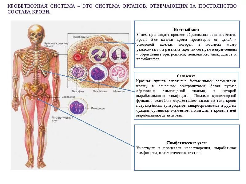 Характеристика органа человека. Кроветворная система человека. Система органов кроветворения человека. Органы кроветворения у человека и функции. Охарактеризовать строение и функции органов кроветворения.
