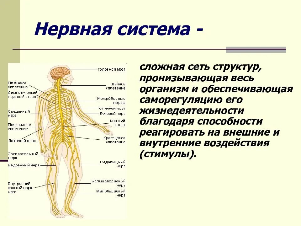 Дайте определение нервной системе. Нервная система. Строение нервной системы. Органы нервной системы человека. Центральная нервная система.