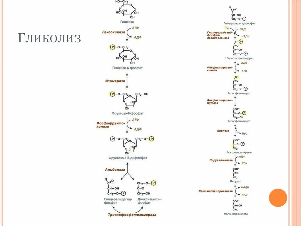 Этапы гликолиза схема. Гликолиз схема с формулами. Этапы гликолиза биохимия таблица. Схема гликолиза биохимия с ферментами.