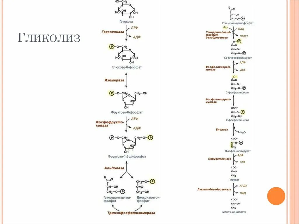 Активация глюкозы с затратой атф. Этапы гликолиза схема. Гликолиз схема с формулами. Этапы гликолиза биохимия таблица. Схема гликолиза биохимия с ферментами.